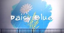 Daisy Blue